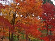 シオンさんの最上山公園もみじ山の紅葉の投稿写真3
