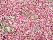 シオンさんの最上山公園もみじ山の紅葉の投稿写真4