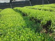 しょうこさんの稲荷山茶園公園の投稿写真3