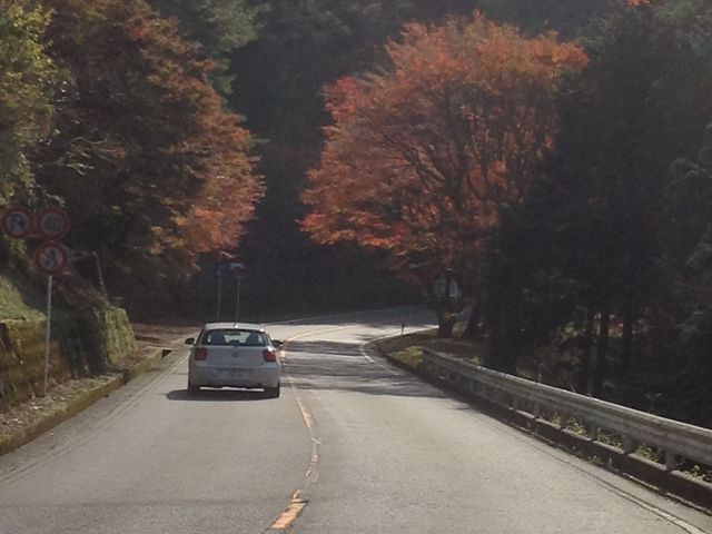 両側に紅葉_比叡山・奥比叡ドライブウェイの紅葉