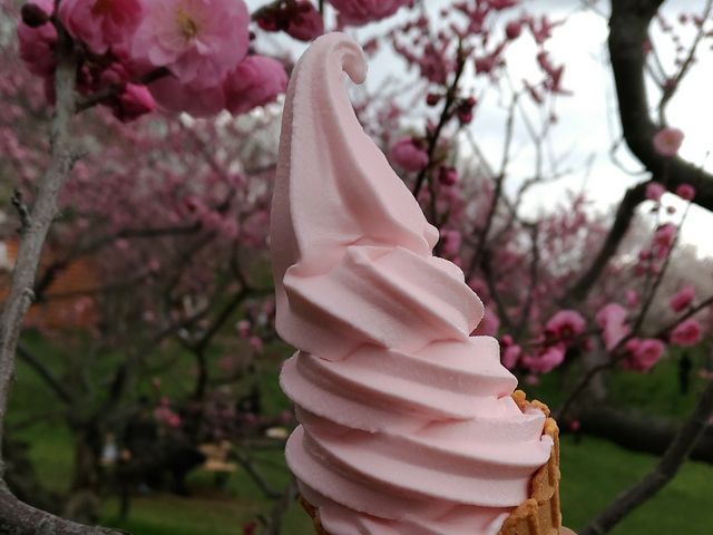 梅ソフト_平岡公園 売店
