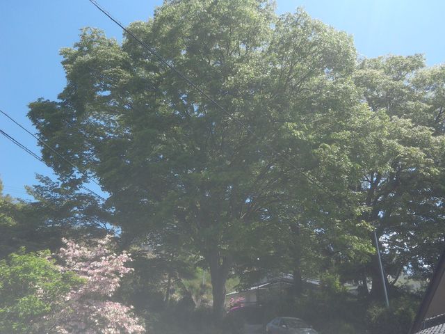 サビ猫さんの卒塔坂のひばり桜の投稿写真1