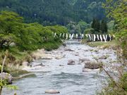 こぼらさんの方須の桜並木の投稿写真1