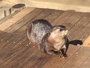 groenさんの市川市動植物園の投稿写真1