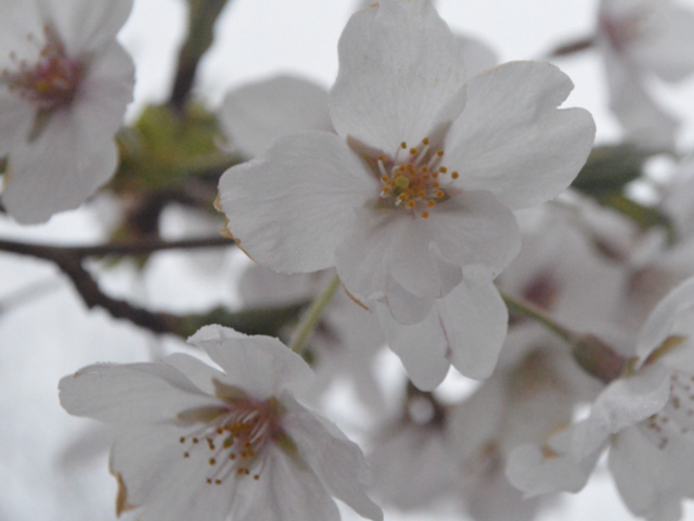 みっちゃんさんの桜平山の桜の投稿写真1