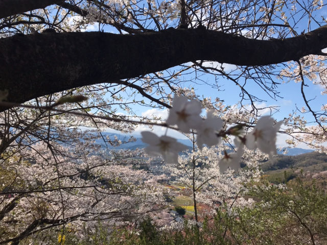 綺麗な眺め_富成花見山森林公園
