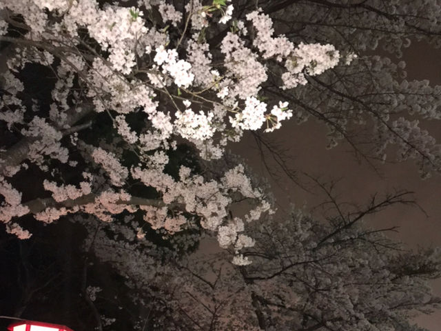 みっちゃんさんの馬陵公園の桜の投稿写真1