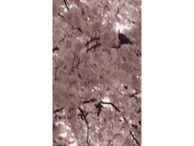 みっちゃんさんの鹿狼山の山桜の投稿写真1