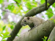 ナンコツ226さんの横浜自然観察の森の投稿写真3