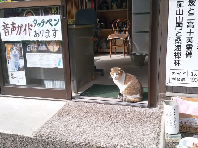 看板猫さんの「ミーちゃん」_瑞巌寺