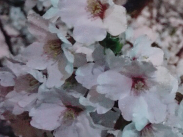 夜桜_涼ヶ岡八幡神社