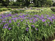 ひげはんさんの城北公園の投稿写真1