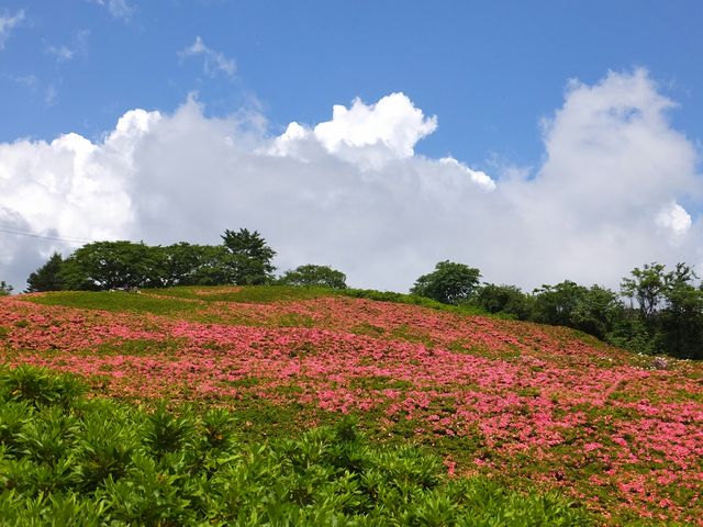 星ヶ山公園さつきの郷