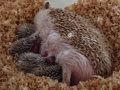 あうるぱーく フクロウカフェ池袋の写真2