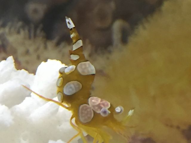 すさみ町立エビとカニの水族館