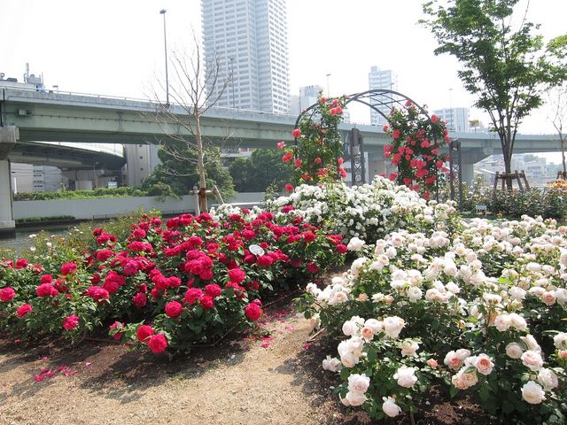 バラ園_中之島公園(大阪府大阪市)