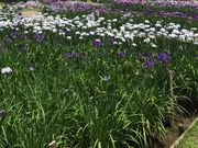 ELLEさんの佐倉城址公園の投稿写真1