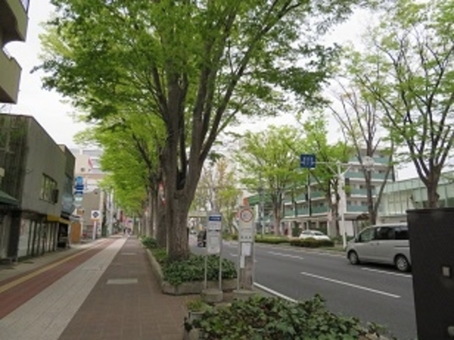 前橋駅前ケヤキ並木_前橋駅前ケヤキ並木