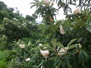 びぃちゃんさんの片山農園(びわ狩り)の投稿写真1