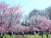 れこさんの平岡公園 売店の投稿写真2