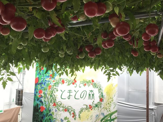 全て一本の木です_えこりん村