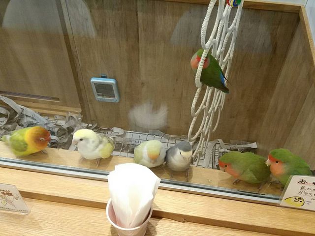 集まった〜(^^♪_ことりカフェ心斎橋