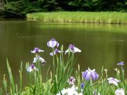w-masaさんの外宮勾玉池の花菖蒲の投稿写真1