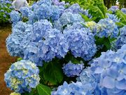 yu‐cyanさんの八木崎公園の投稿写真1