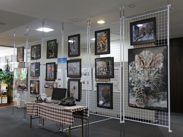 旭山動物園コーナー_まちなか交流館