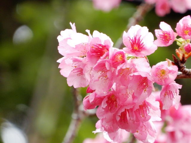 寒緋桜_八重岳の桜並木