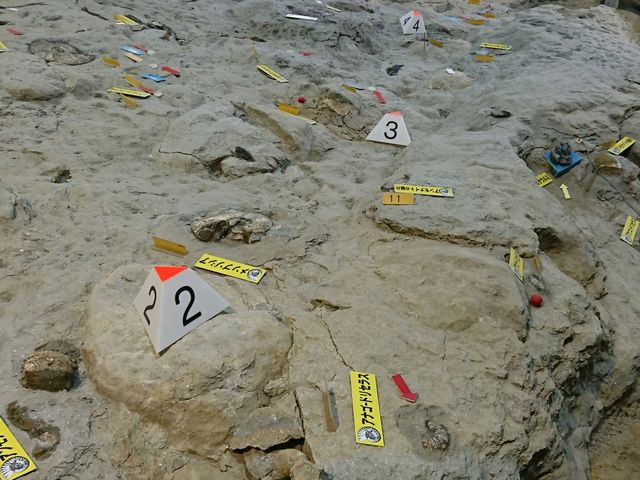 化石の発掘現場
その1_いわき市アンモナイトセンター