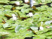 走る男さんの善福寺公園のスイレンの投稿写真2
