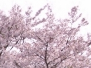 アクセルゼンカイさんの方須の桜並木の投稿写真1