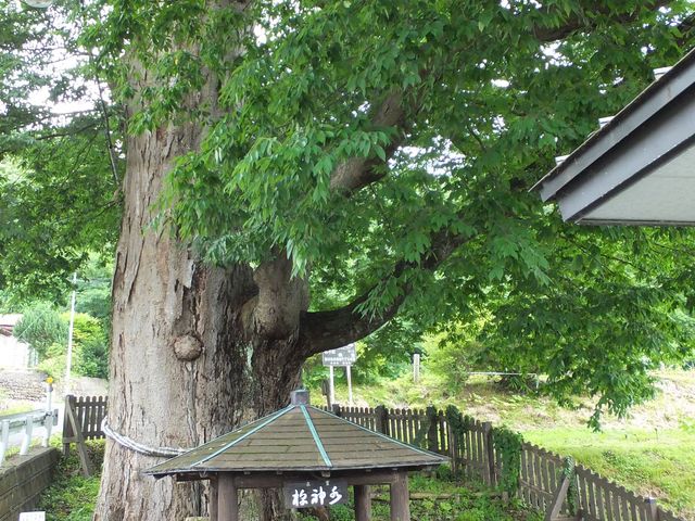miyosikoさんの水神様の大ケヤキ(大沢大ケヤキ)の投稿写真1