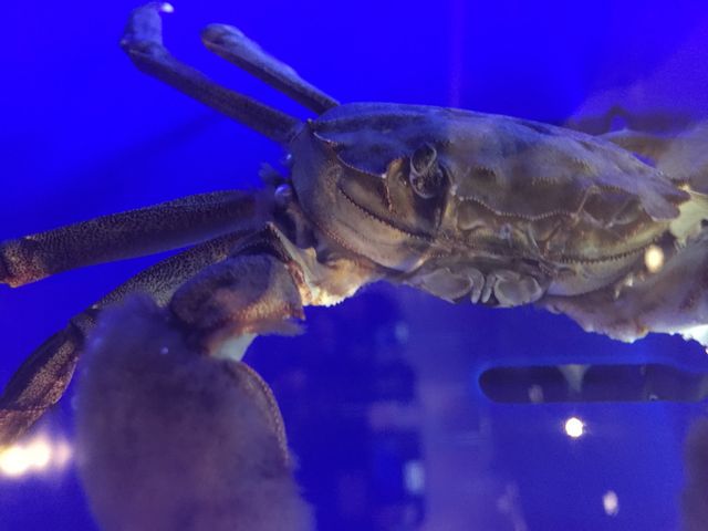小さいけど旨いイシガニ。_かにっこ館