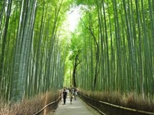 綺麗です_竹林の道