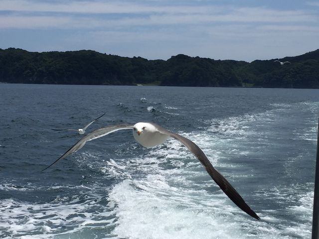 翼が大きく、こちらもリラックスしました_みやこ浄土ヶ浜遊覧船