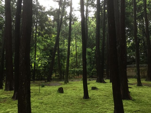 行く途中の杉木立_唐招提寺開山御廟
