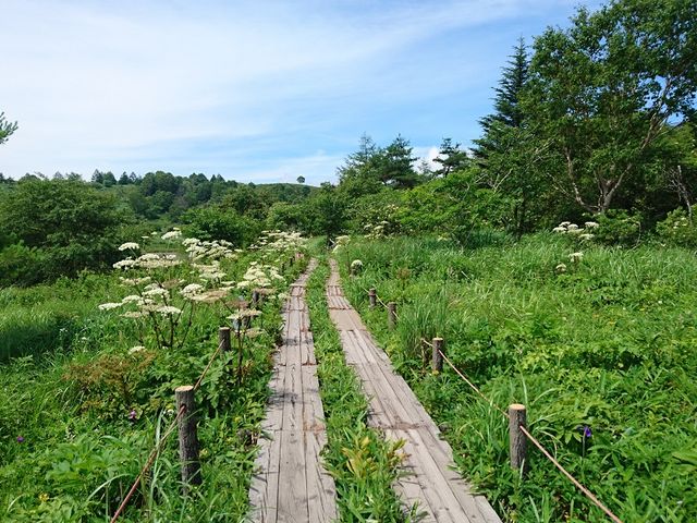 木道のシシウド_八島湿原