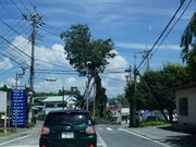 ま〜ぼ〜さんの原町の大ケヤキの投稿写真1