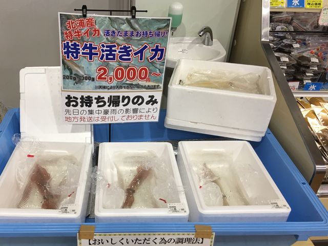 特牛活きイカ_道の駅 北浦街道 豊北