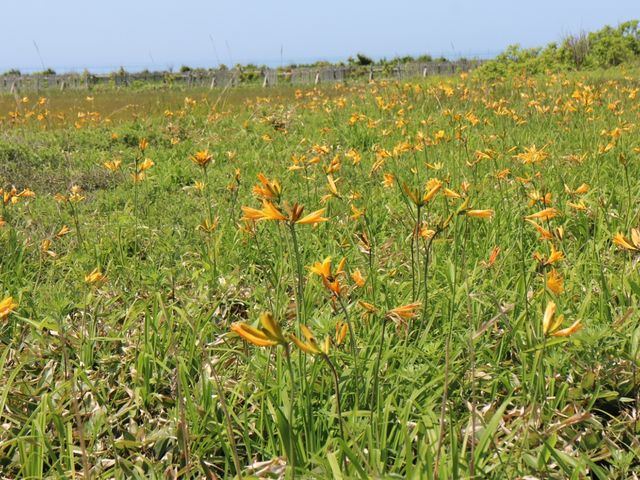エゾカンゾウ_金浦原生花園