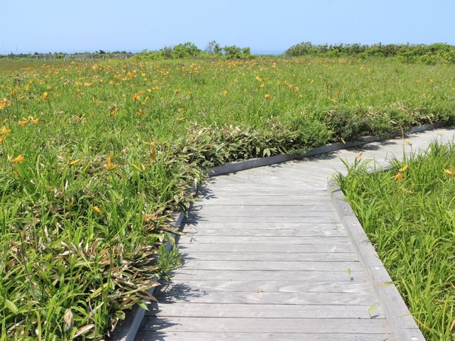 遊歩道_金浦原生花園
