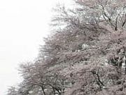 アクセルゼンカイさんの七輿山古墳の桜の投稿写真1