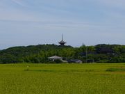 ケンさんの妙成寺の投稿写真1
