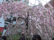 しんちゃんさんの毛馬桜之宮公園の投稿写真1