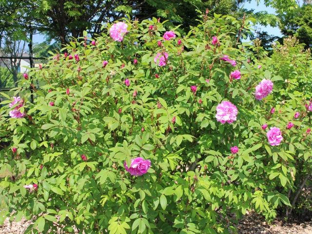 ピンクの花_はぼろバラ園