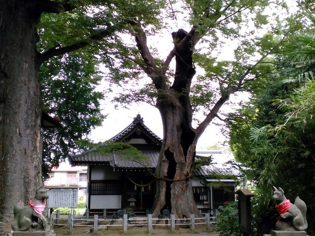 お狐様と大ケヤキと。_城山稲荷神社