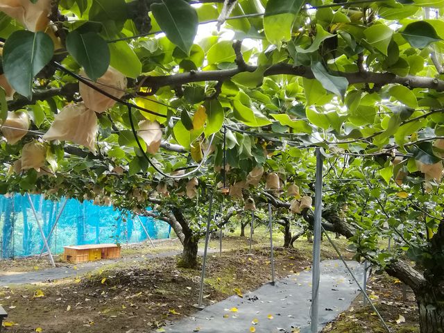 梨がいっぱい実っていたよ_梨の錦光園