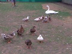 富士花鳥園の写真1